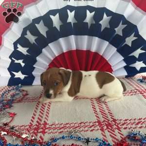 Blue, Jack Russell Terrier Puppy